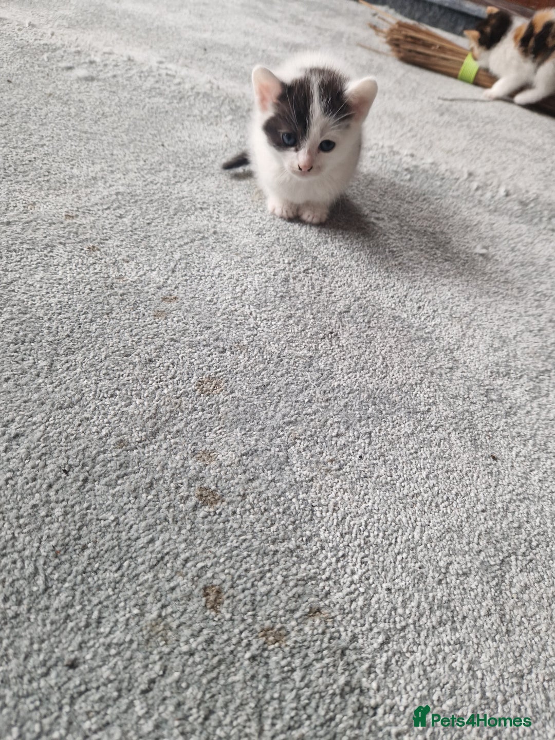 Mixed Breed cats for sale: Stunning kittens  - Image 6