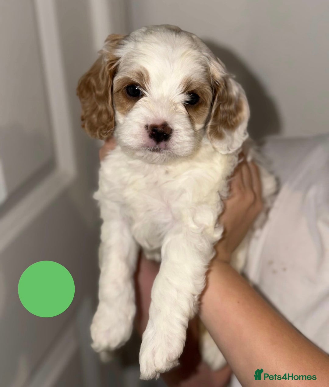 Cavapoo dogs for sale: Stunning Cavapoochon’s for sale (2 left) - Advert 7