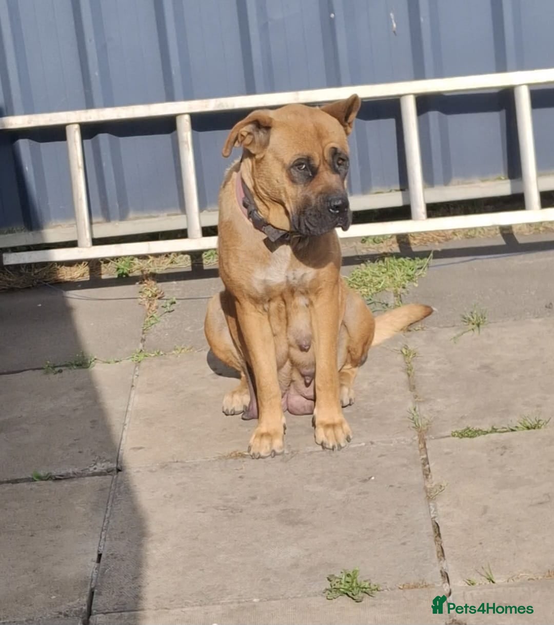 Mixed Breed dogs Cane Corso American Bulldog Puppies Family Raised  - Advert 1