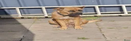 Mixed Breed dogs for sale: Cane Corso American Bulldog Puppies Family Raised  - Advert 1