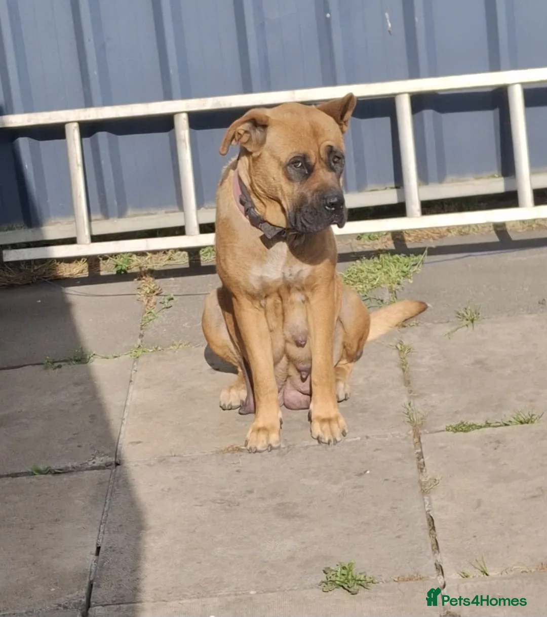 Mixed Breed dogs for sale: Cane Corso American Bulldog Puppies Family Raised  - Advert 1