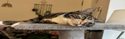 Domestic Shorthair cats for sale: Beautiful Bonnie - Advert 5