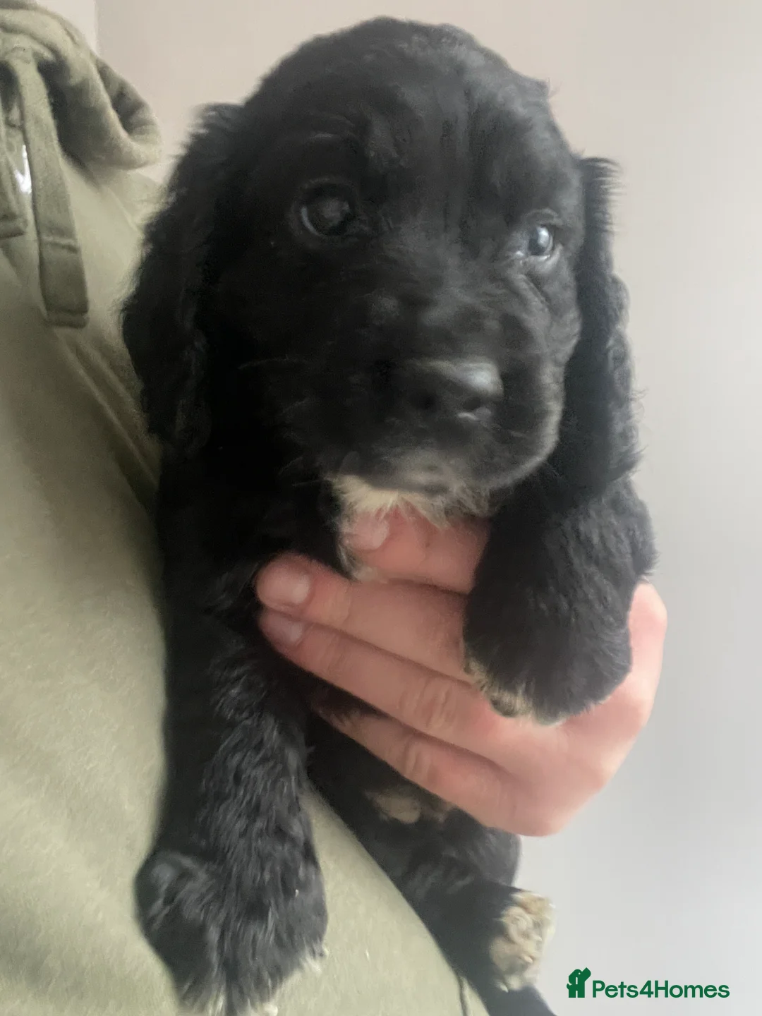 Cocker Spaniel dogs for sale: Beautiful working cocker spaniel puppies - Advert 7