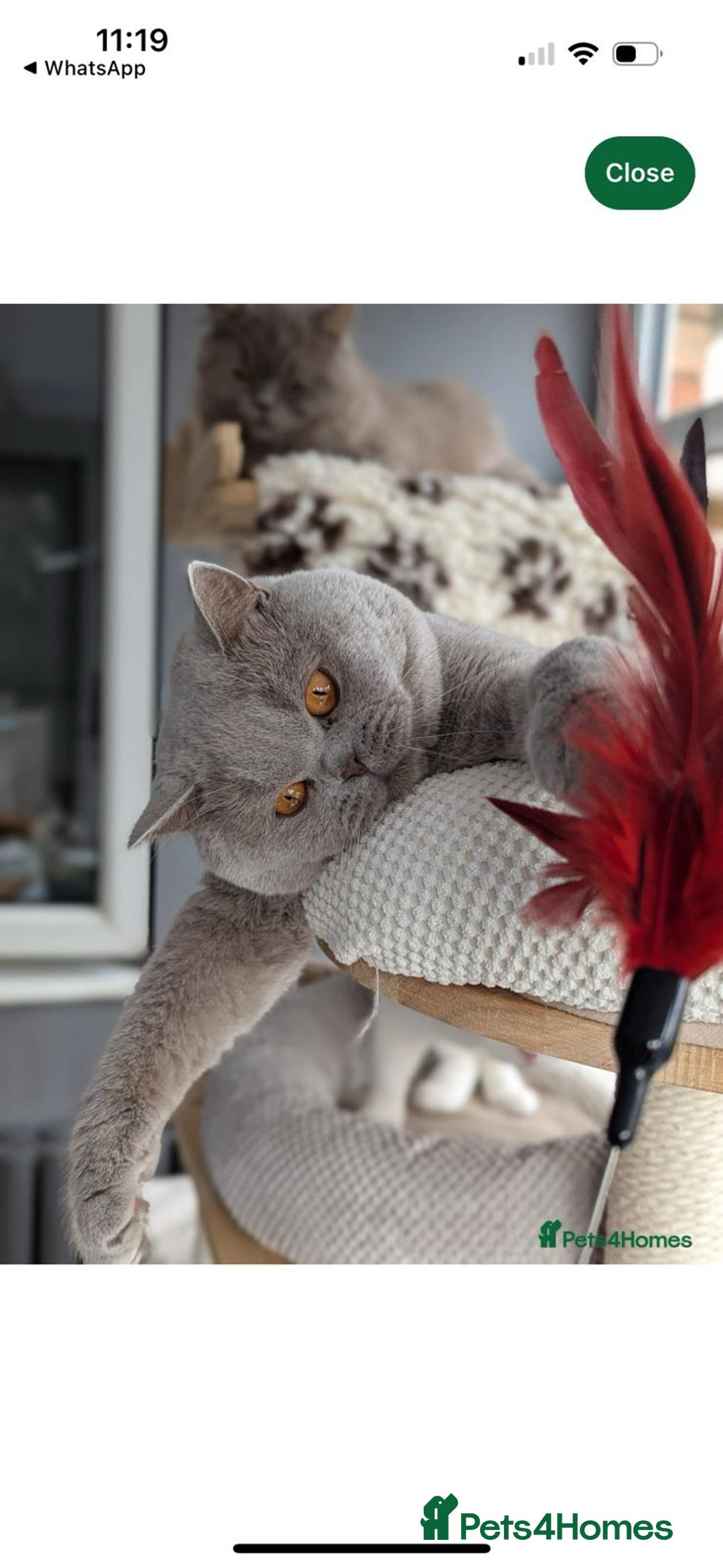 British Shorthair cats for sale: GCCF Champion British Shorthair  - Advert 10