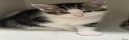 Mixed Breed cats for sale: 4 beautiful kittens looking for there forever home - Advert 4