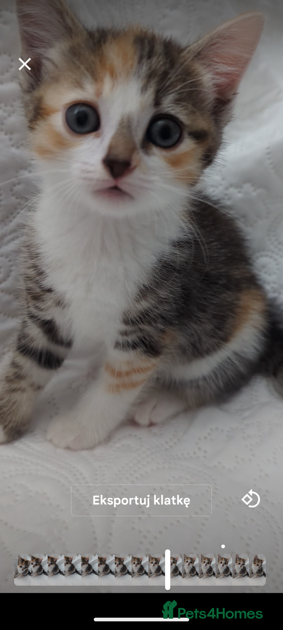 Mixed Breed cats Tri-color beautiful kitten, called Calicos  - Advert 1