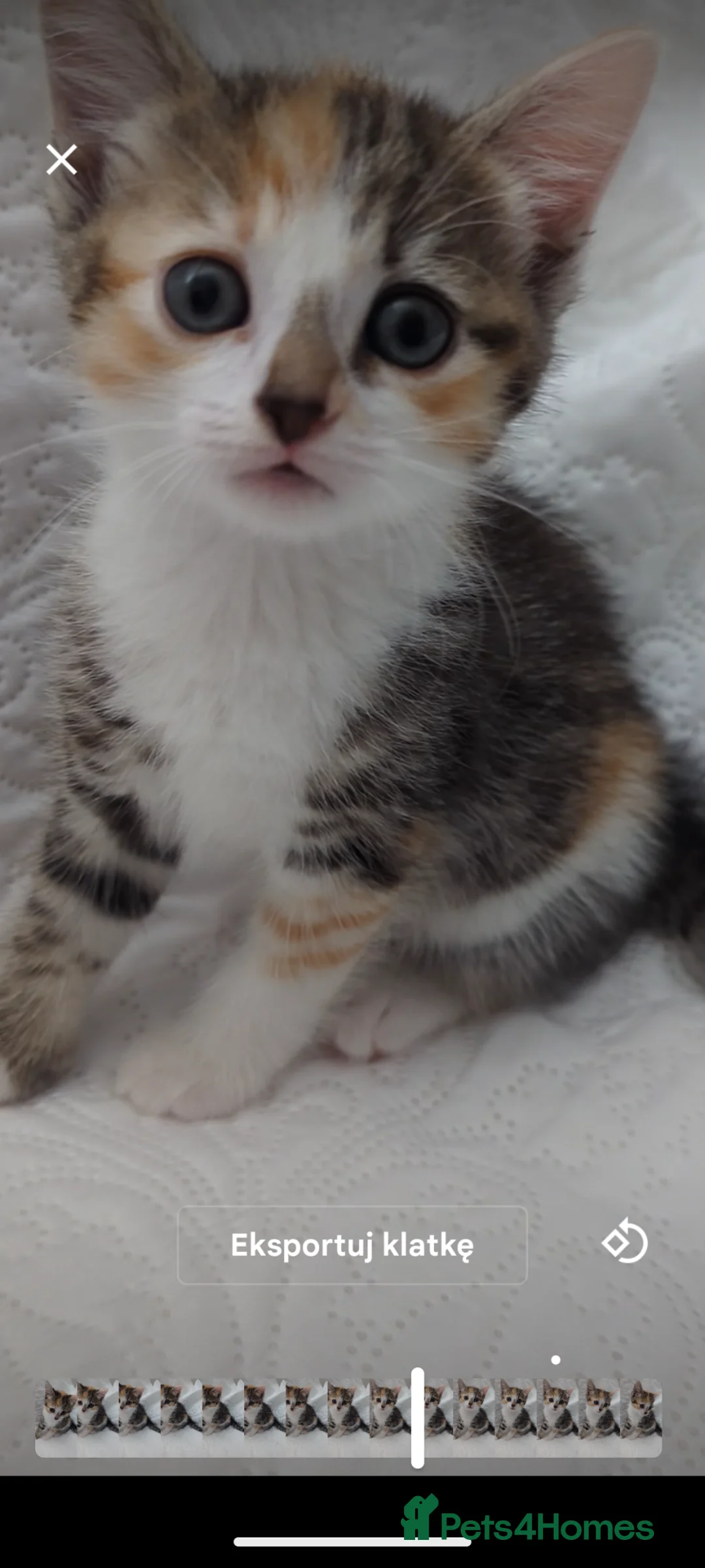 Mixed Breed cats for sale: Tri-color beautiful kitten, called Calicos  in Luton - Advert 1