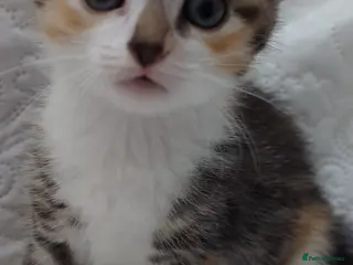 Mixed Breed cats Tri-color beautiful kitten, called Calicos - Advert 4