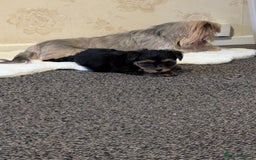 Yorkshire Terrier dogs for sale: Adorable Yorkshire terrier puppies available  - Image 27