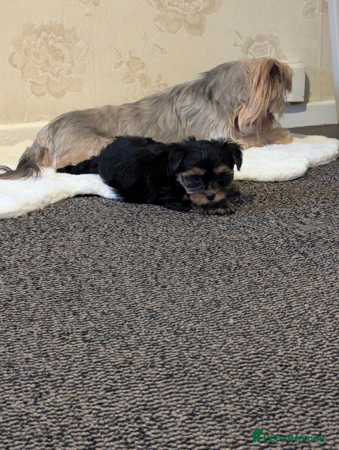 Yorkshire Terrier dogs for sale: Adorable Yorkshire terrier puppies available  - Image 27