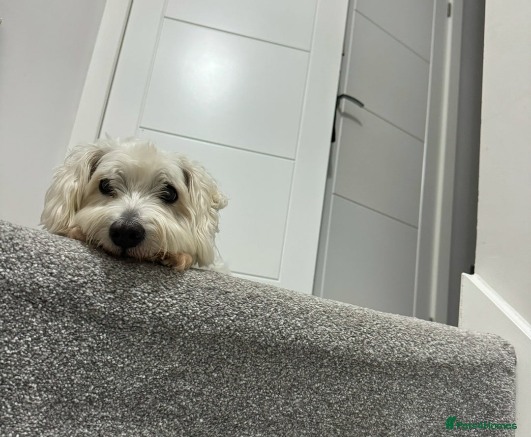 Coton De Tulear dogs for sale: 9 Year old cotton looking for a loving home - Image 4