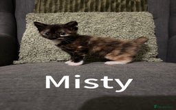 Mixed Breed cats for sale: 3 Female Calico and Tortie Kittens - 30 Nov - Image 1