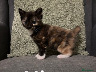 Mixed Breed cats for sale - Advert 1