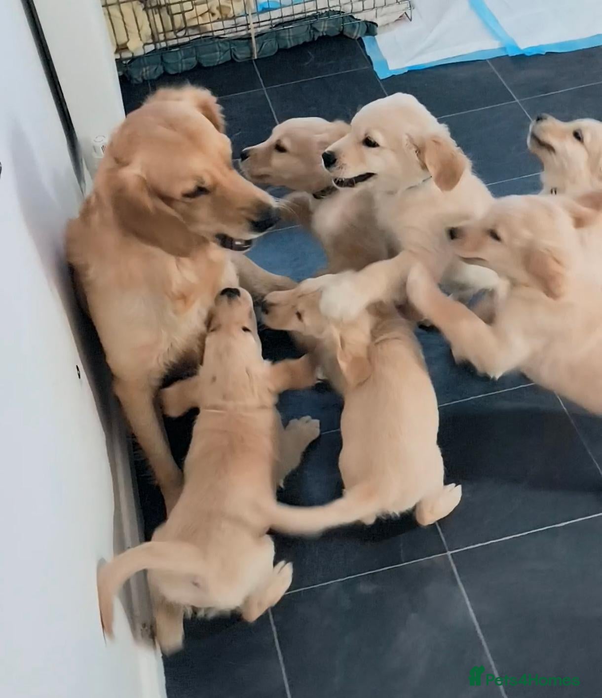 Golden Retriever dogs ✨🐾 Beautiful Golden Retriever Puppies🐾✨ - Advert 2