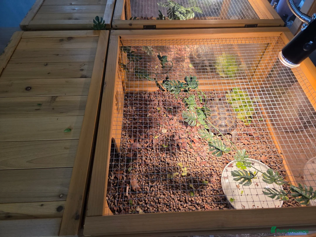 Tortoise reptiles for sale: Russian Tortoise in Wallasey - Advert 3