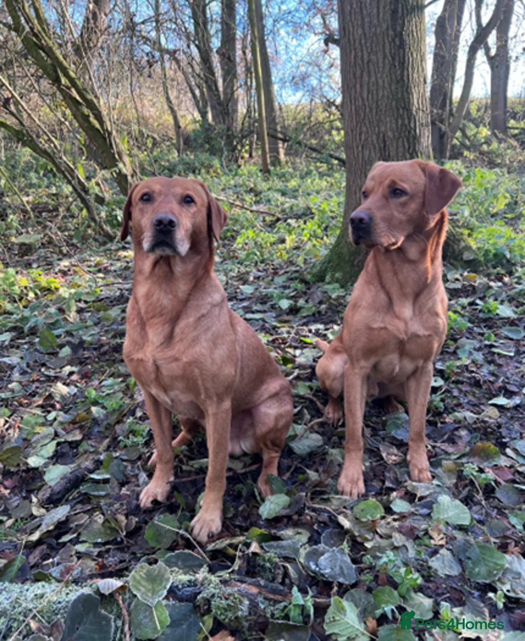 Labrador Retriever dogs for stud: **Fox Red Labrador for Stud** - Advert 4