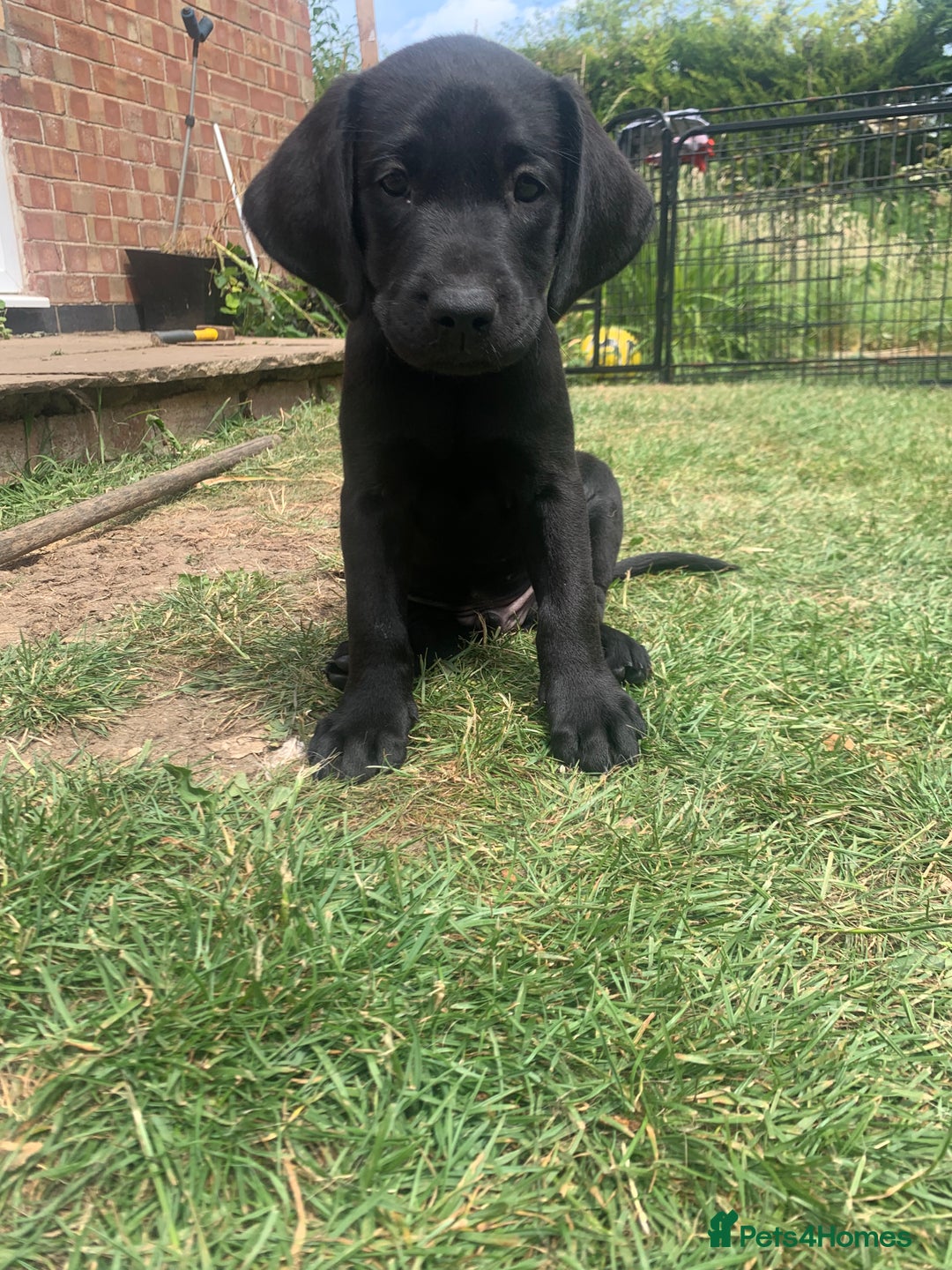 Labrador Retriever dogs for sale: KC Labrador puppies Ready now 🐾Fully vaccinated  in Skegness - Image 28