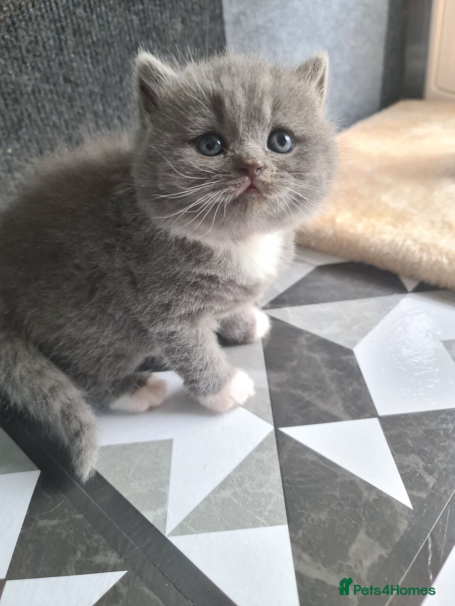 British Shorthair cats British shorthair kittens  - Advert 1