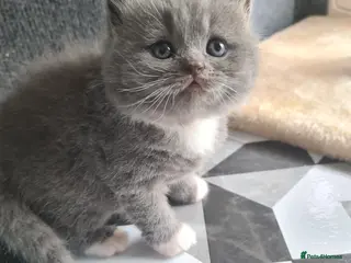 British Shorthair cats British shorthair kittens - Advert 2