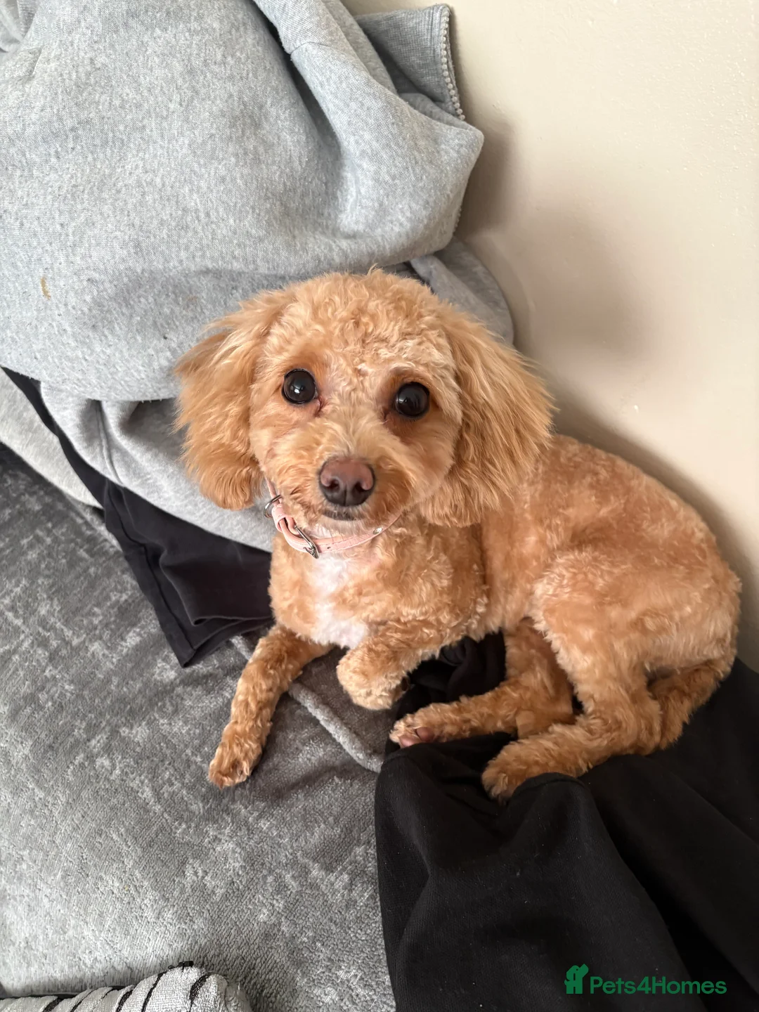 Cavapoo dogs for sale: Mini cavapoo in Clitheroe - Advert 1