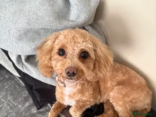 Cavapoo dogs Mini cavapoo - Advert 6