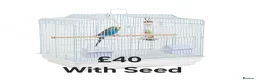 Budgerigars birds for sale: Baby Budgies, Male/Female £20/25Cockatiels £80 - Advert 12