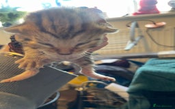 Bengal cats for sale: 9 BENGAL RAGDOLL X KITTENS - Image 19