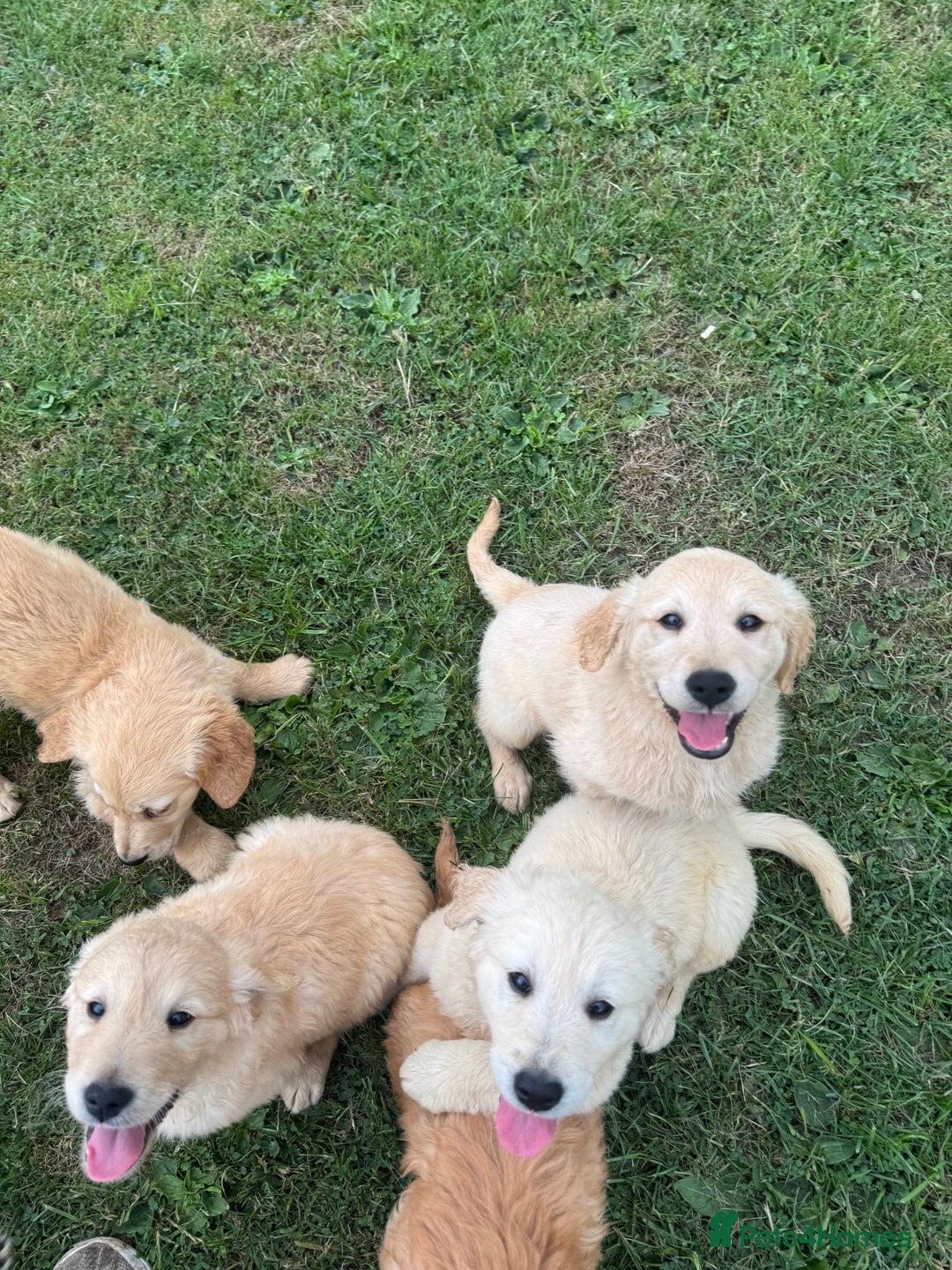 Golden Retriever dogs for sale: Healthy well socialised calm KC puppies - Image 22