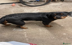 Rottweiler dogs for sale: Rottweiler/rotty puppies - Image 7