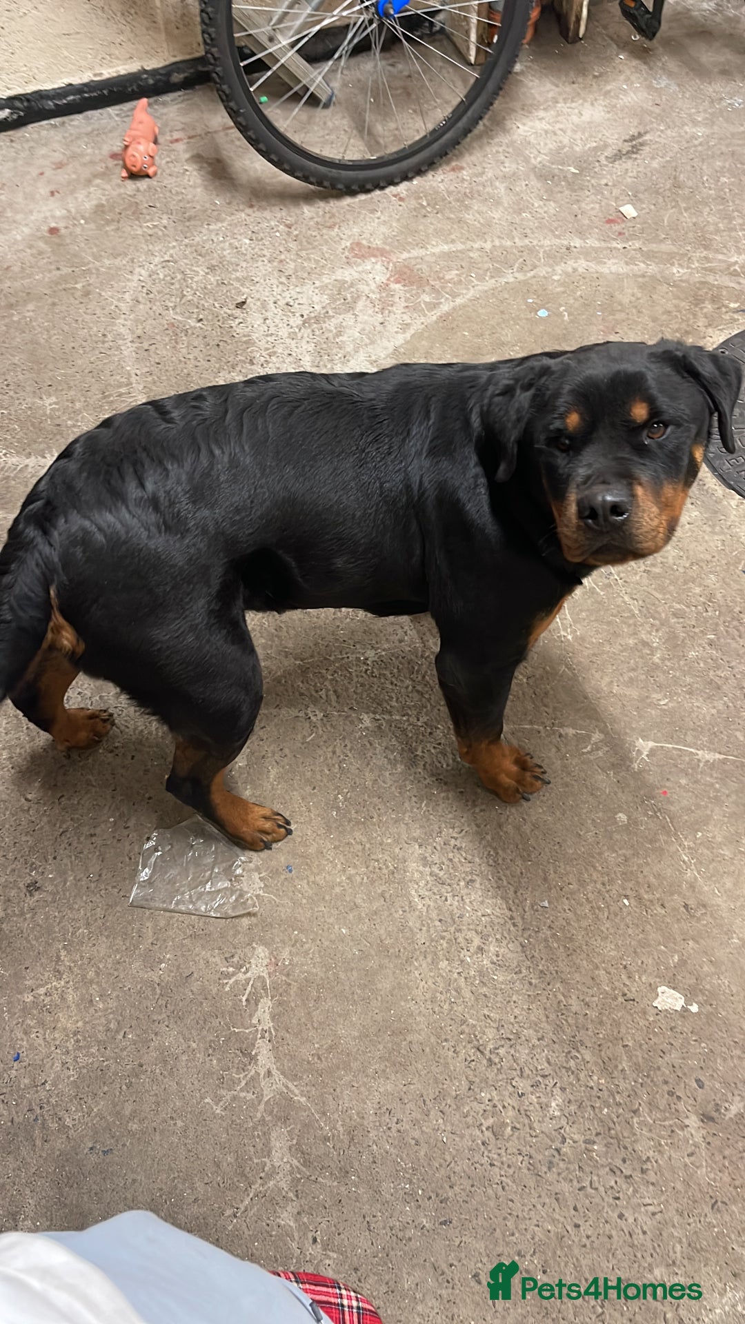 Rottweiler dogs for sale: Rottweiler/rotty puppies - Image 7