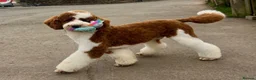 Poodle dogs for stud: Rare Red Tuxedo Moyen Poodle Stud - Advert 1