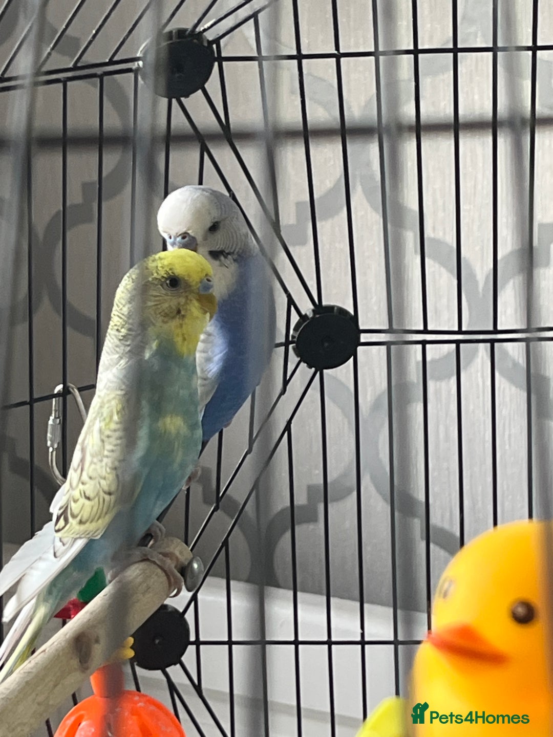 Budgerigars birds for sale: Two beautiful coloured budgies plus cage  - Image 3