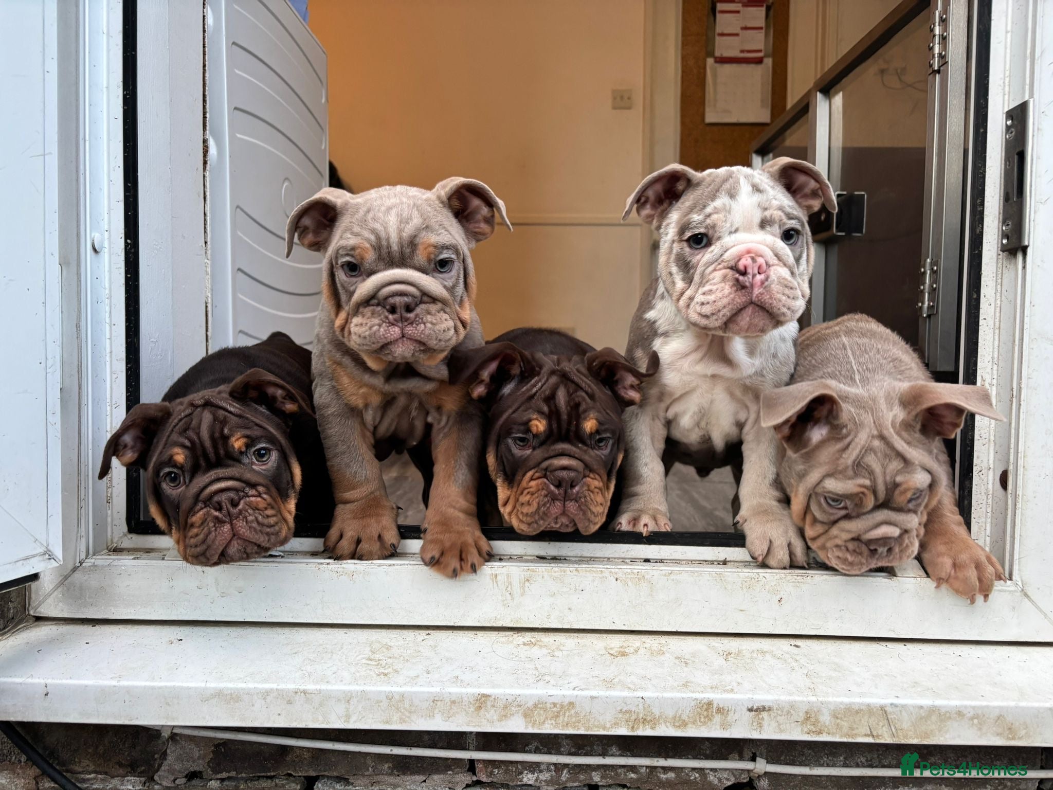English Bulldog dogs  English Bulldogs DWKC 🧬🏆 Final reduction! - Advert 4