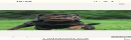 Rottweiler dogs for sale: Rottweiler pups - Advert 5