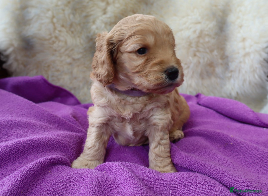 Cockapoo dogs for sale: 5*LICENSED BREEDER WATCH LIVE HEALTH TESTED PARENT - Image 9