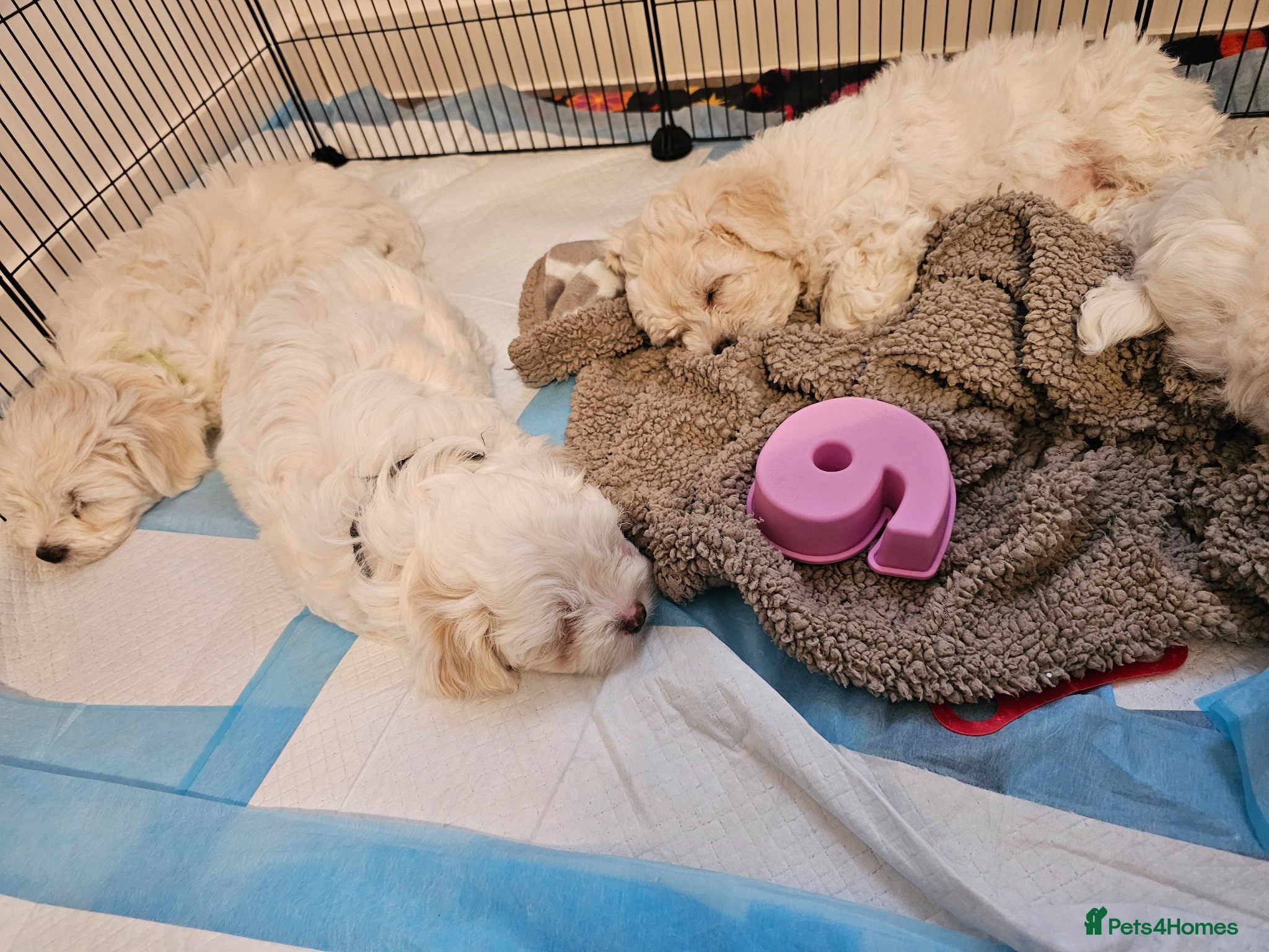 Bichon Frise dogs Bichon frise puppies - Advert 2