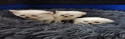 Scottish Fold cats for sale: Scottish Fold/Straight Kittens - Advert 15