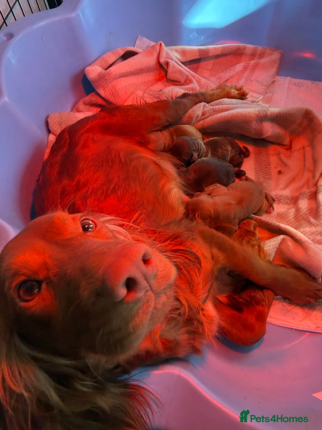 Cocker Spaniel dogs for sale: Kc Health Tested Working Cocker Pups - Advert 2