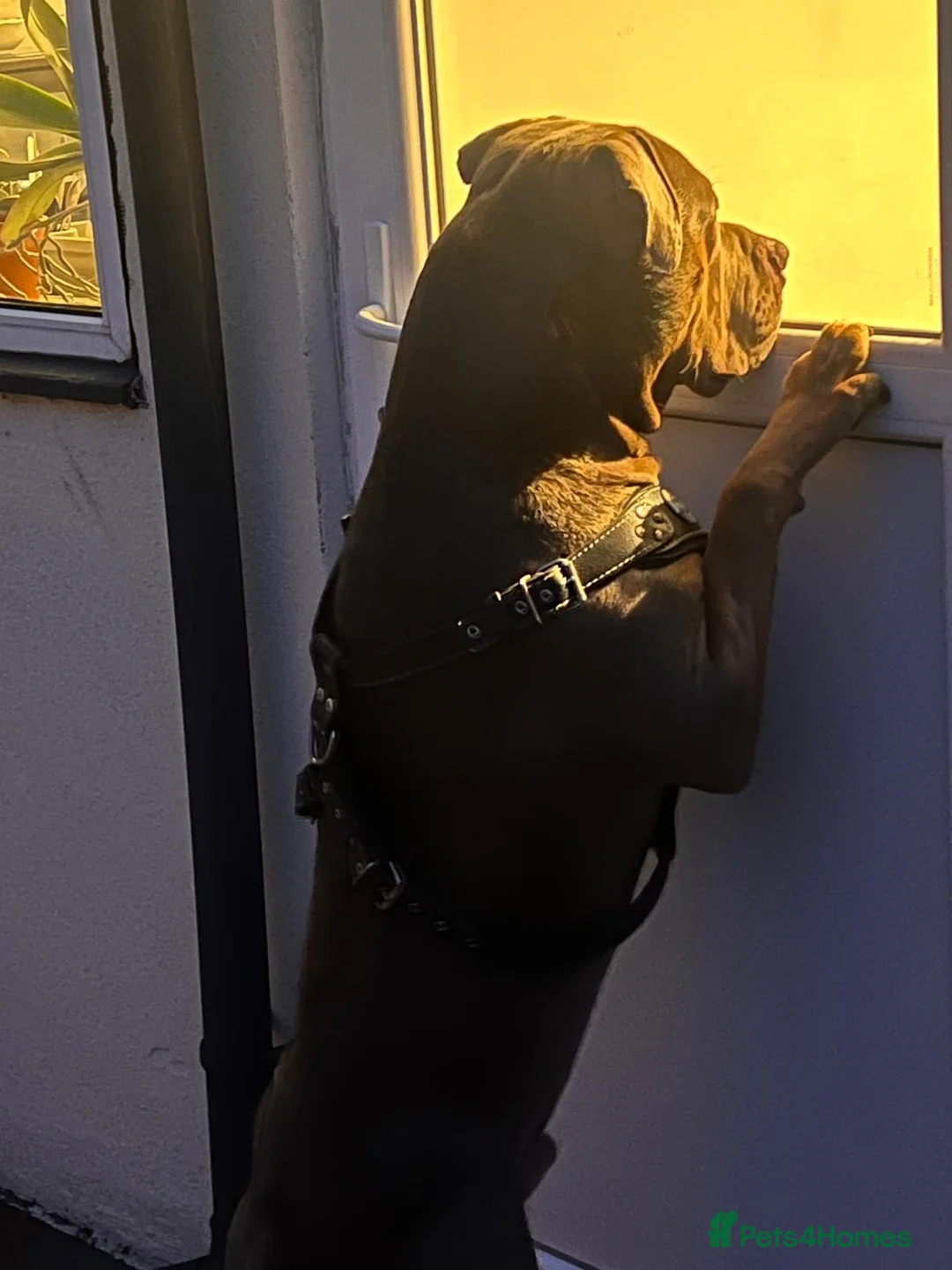 American Bully dogs for stud: Tyson  - Advert 6