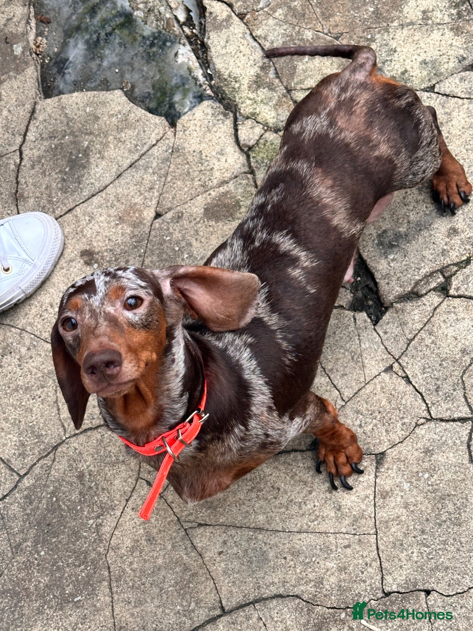 Dachshund dogs Beautiful dachshund female - Advert 18