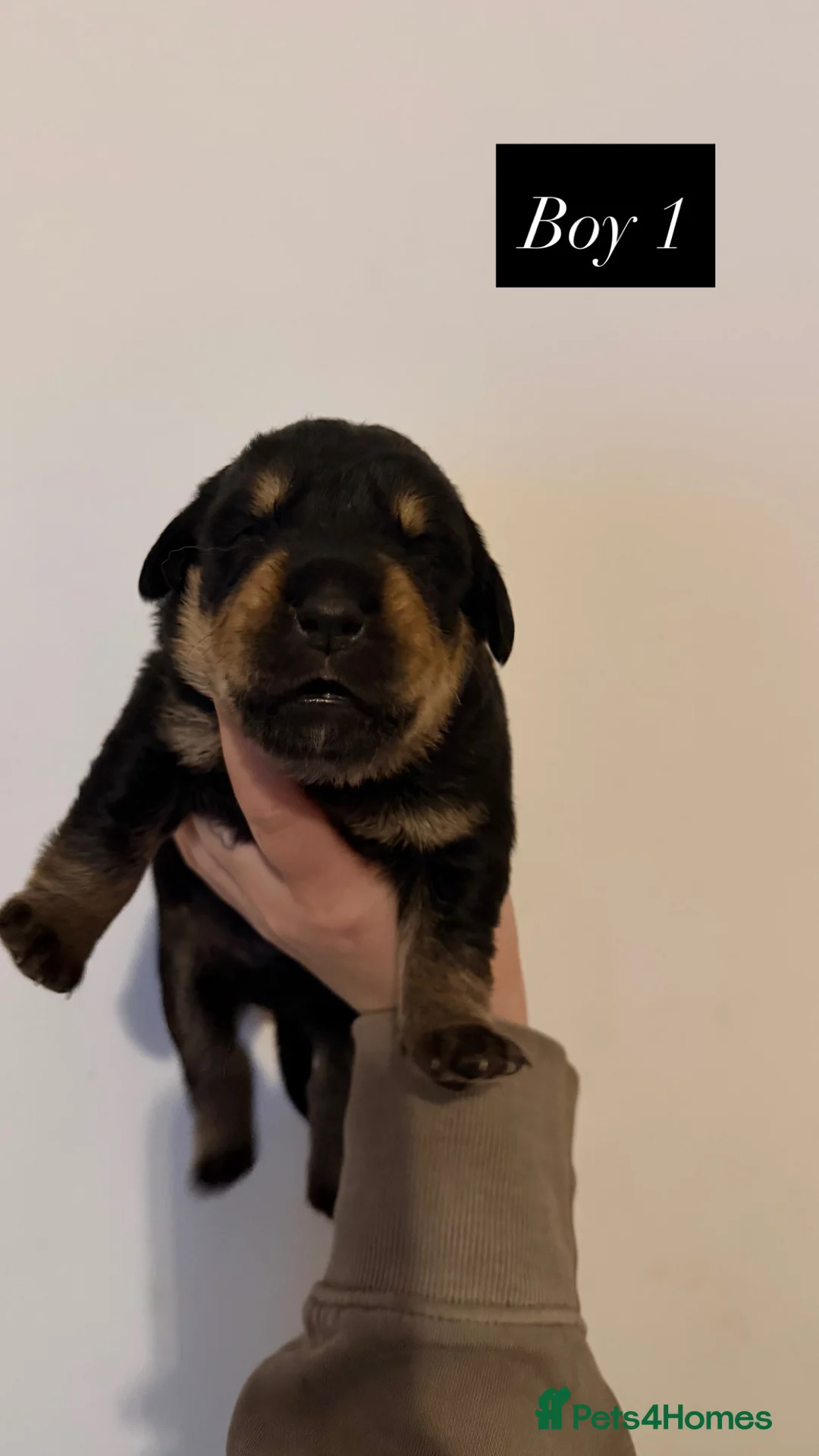 Mixed Breed dogs for sale: Golden Retriever x Rottweiler Puppies - Edinburgh in Edinburgh - Advert 4
