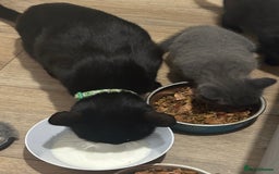 Russian Blue cats for sale: Three half Russian blue kittens  - Image 5