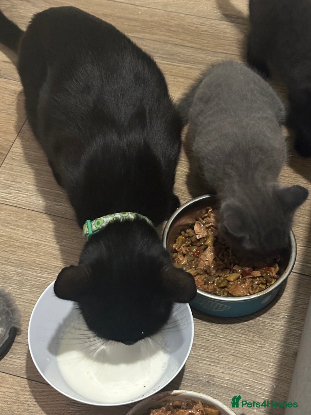 Russian Blue cats for sale: Three half Russian blue kittens  - Image 5