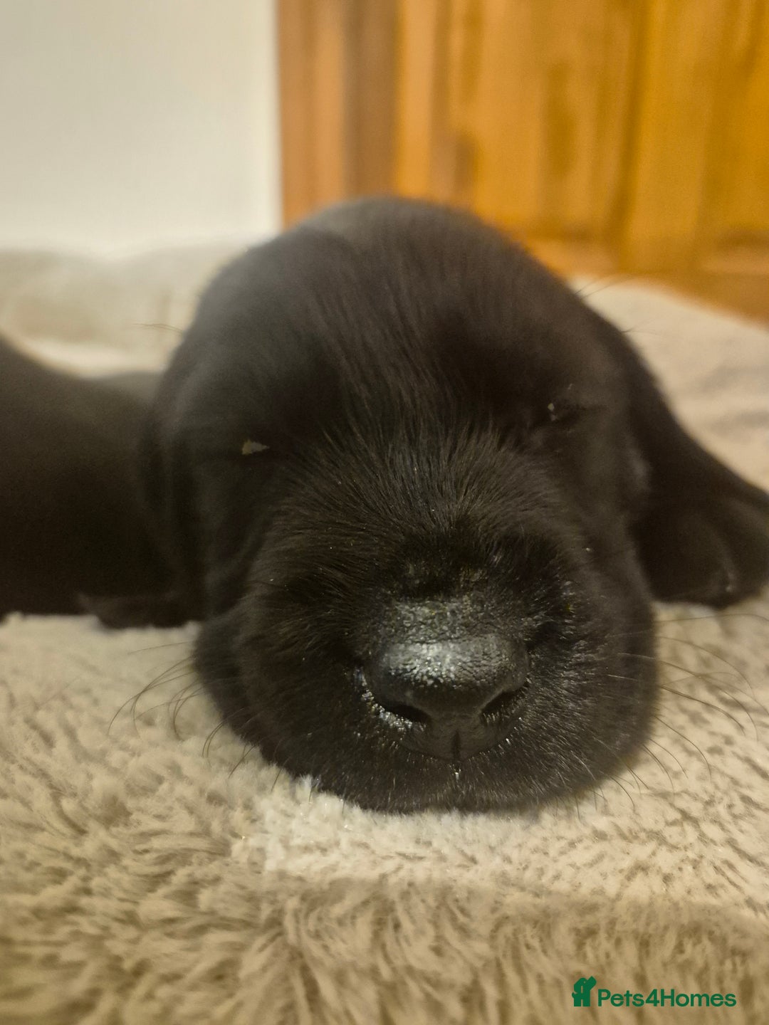 Mixed Breed dogs for sale: Chunky Lab X Pointer pups - Advert 11