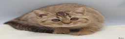 British Shorthair cats for sale: READY TO LEAVE NOW PEDIGREE BRITISH SHORTHAIRS  - Advert 3