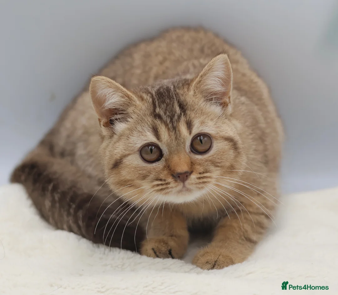 British Shorthair cats for sale: READY TO LEAVE NOW PEDIGREE BRITISH SHORTHAIRS  - Advert 2