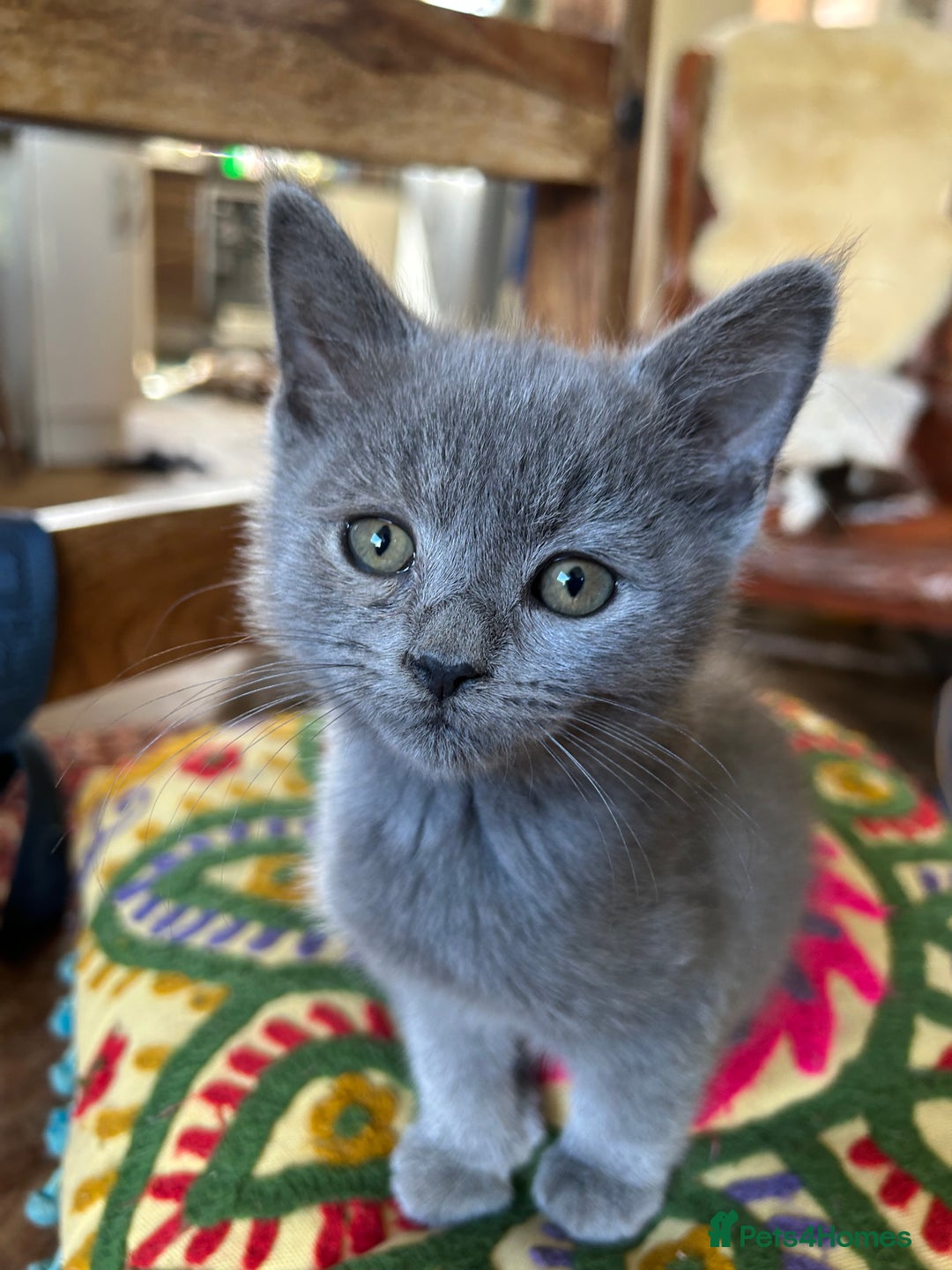 British Longhair cats for sale: One lovely British Long Hair x Exotic Persian BOY - Image 3