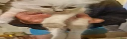 Ragdoll cats for sale: Beautiful Ragdoll  kittens in East Boldon - Advert 5