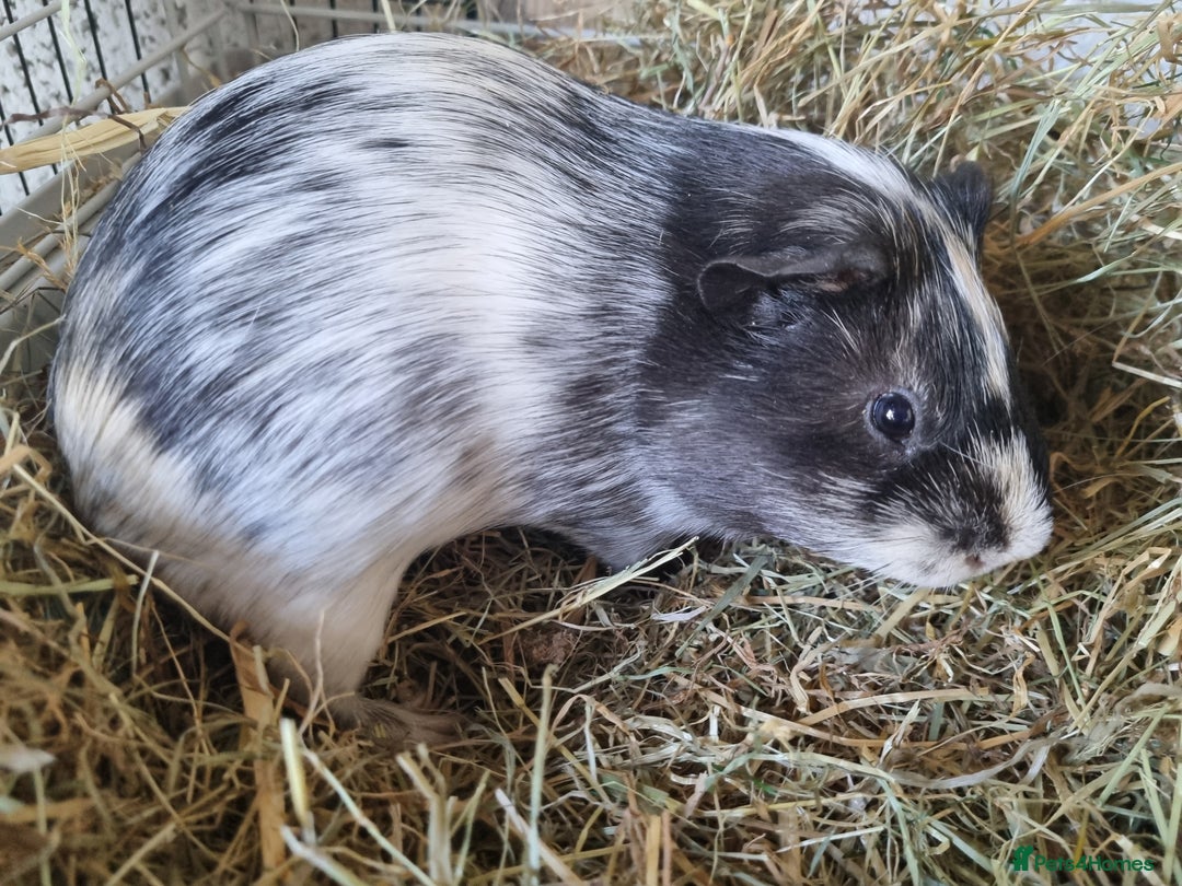 Guinea Pig rodents for sale: 2 Male guinea pigs and cage - Image 8