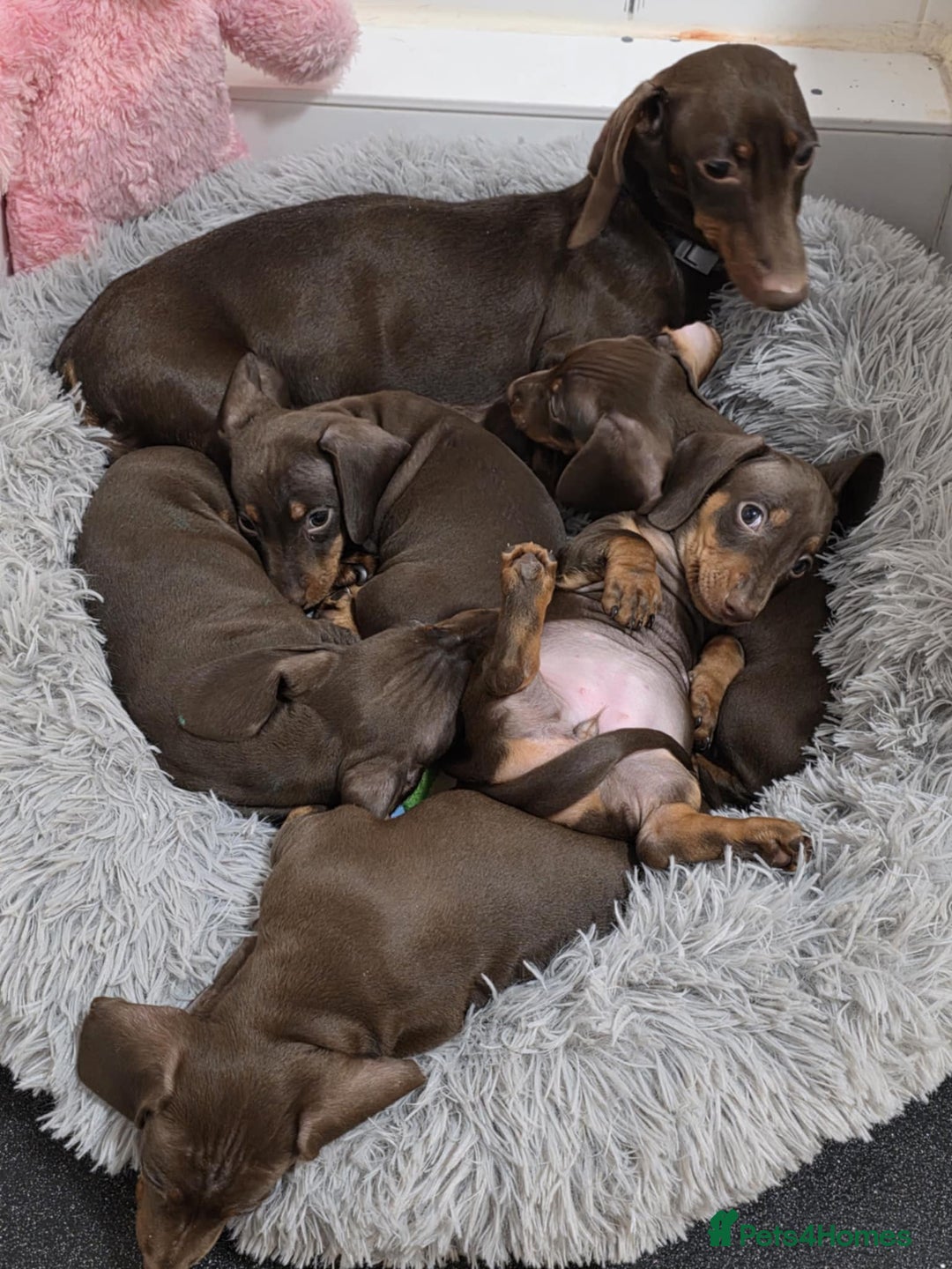 Miniature Dachshund dogs for sale: Extra miniature dachshund pupies - Advert 1